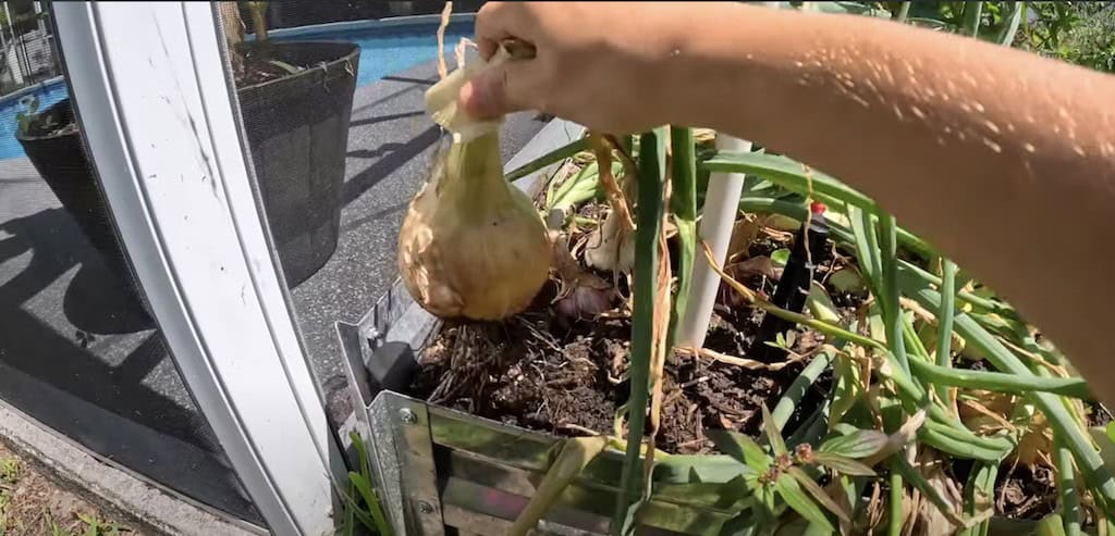 Onion Harvest